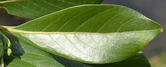 タブノキ Machilus Thunbergii クスノキ科 Lauraceae タブノキ属 三河の植物観察