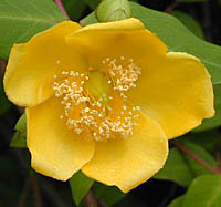タイリンキンシバイの花