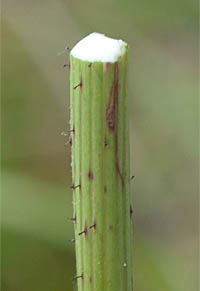 タイワンハチジョウナの茎の乳白色の汁