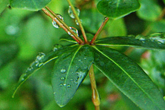 タカトウダイ最上部の輪生葉