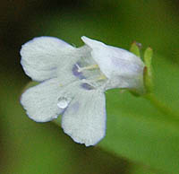 タケトアゼナの花