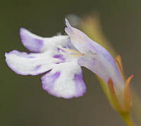 タケトアゼナの花