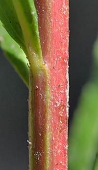 タコノアシの茎2