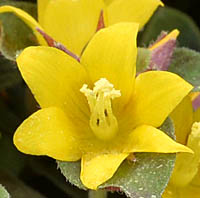 タニガワコナスビ花