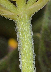 タニガワコナスビの茎