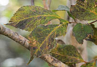 タンナサワフタギの秋の葉
