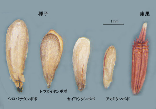 タンポポの種子の比較