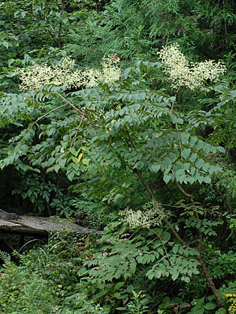 タラノキ Aralia Elata ウコギ科 Araliaceae タラノキ属三河の植物観察