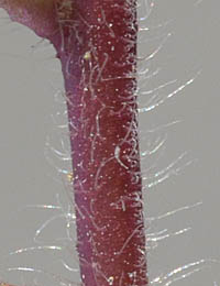 タチイヌノフグリの茎