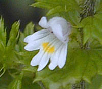 タチコゴメグサの花