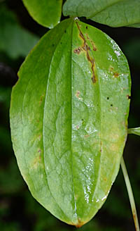 タチシオデの葉