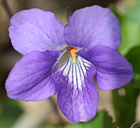 タチツボスミレの色の濃い花