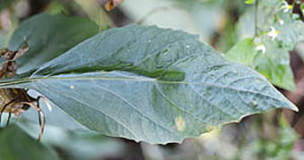 テリミノイヌホオズキの鋸歯のある大きな葉