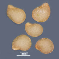 テリミノイヌホオズキ（垂れ実型・種子淡褐色）の種子