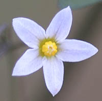 テリミノイヌホオズ垂れ実・種子の花