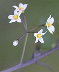 テリミノイヌホオズキ垂れ実・種子白色の花序