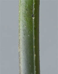 テリミノイヌホオズキ垂れ実・種子白色の茎