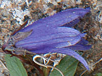 チシマギキョウの花横と萼