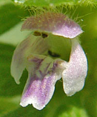 チシマオドリコソウの花
