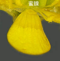 トゲミノキツネノボタンの花弁