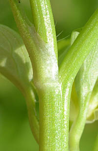 トゲミノキツネノボタンの茎