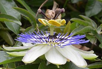 トケイソウ Passiflora Caerulea トケイソウ科 Passifloraceae トケイソウ属 三河の植物観察