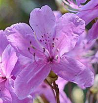 トサノミツバツツジの花
