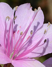トサノミツバツツジ花の雄しべ