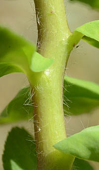 トウダイグサの茎