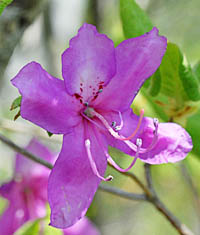 トウゴクミツバツツジ Rhododendron Wadanum ツツジ科 Ericaceae ツツジ属 三河の植物観察