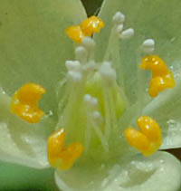 トウゴクサバノオの花弁