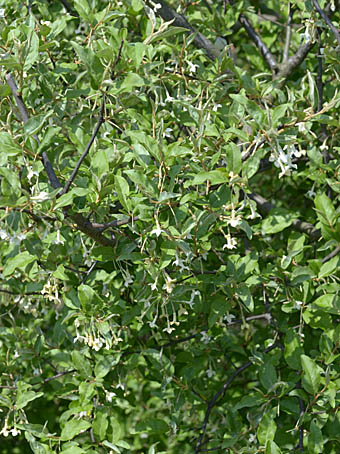 トウグミ Elaeagnus Multiflora Var Hortensis グミ科 Elaeagnaceae グミ属 三河の植物観察