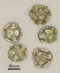 トウカイタンポポ③の花粉