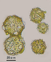 トウカイタンポポ⑤の花粉