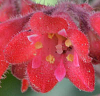 ツボサンゴの花