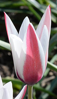 チューリップ・レディージェーンの花