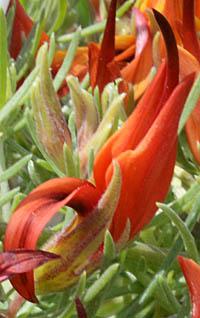 ツルミヤコグサの花