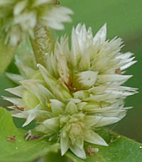 ツルノゲイトウの花
