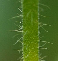 チョウセンキンミズヒキの茎