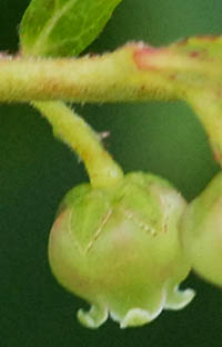 ウラジロハナヒリノキの萼