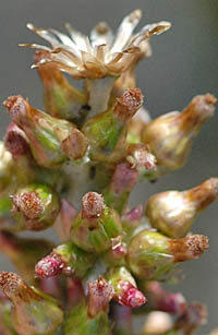 ウラジロチチコグサの頭花