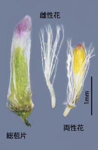 ウラジロチチコグサの総苞片と花