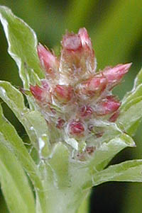 ウスベニチチコグサの花