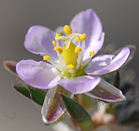 ウスベニツメクサの花