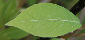 ウスゲクロモジ葉