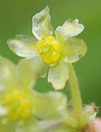 ウスゲクロモジの花