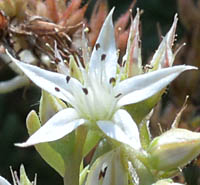 ウスユキマンネングサの花