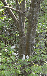 ウワミズザクラの幹の分枝
