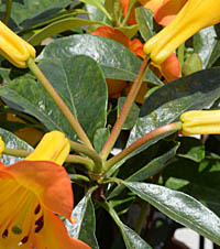 ビレア・ハロエドゴールドの花柄