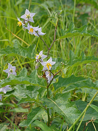 ワルナスビ Solanum Carolinense ナス科 Solanaceae ナス属 三河の植物観察